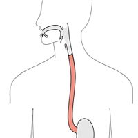 Free Esophagus Cliparts, Download Free Esophagus Cliparts png images, Free ClipArts on Clipart ...