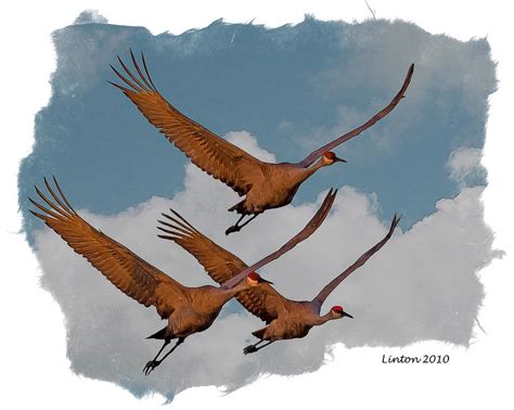 Sandhill Cranes 3 Digital Art by Larry Linton - Fine Art America