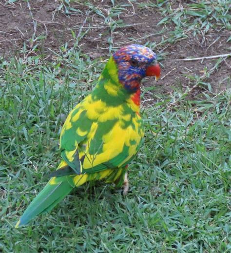 Spotting a Rare Beauty: Pied Mutation Rainbow Lorikeet – Pet Birds by ...