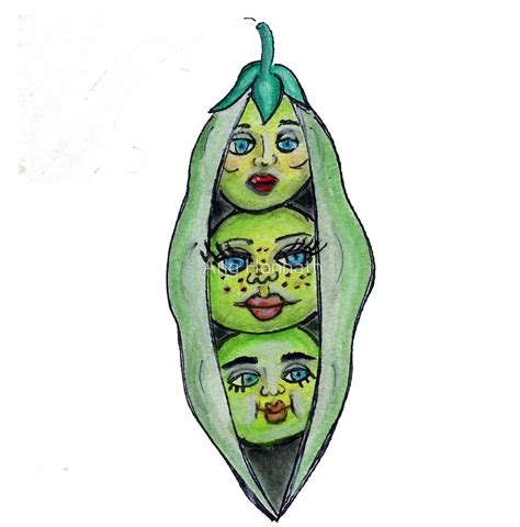 Pea Pod Drawing | Free download on ClipArtMag