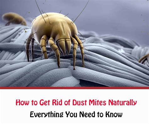 How to Get Rid of Dust Mites Naturally - All About Dust Mites