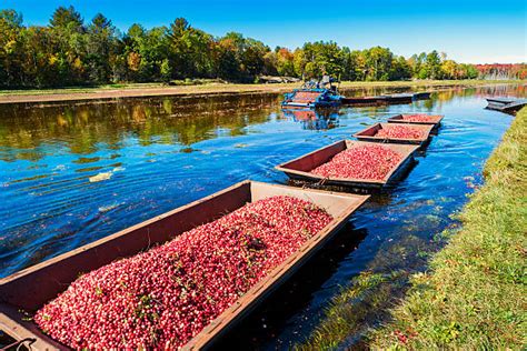 Cranberry Field Stock Photos, Pictures & Royalty-Free Images - iStock