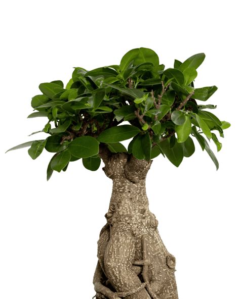 Ficus Ginseng | Plant Care | LiveTrends Design Group