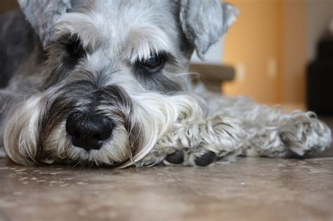 Are Miniature Schnauzers Hypoallergenic? | Canna-Pet®