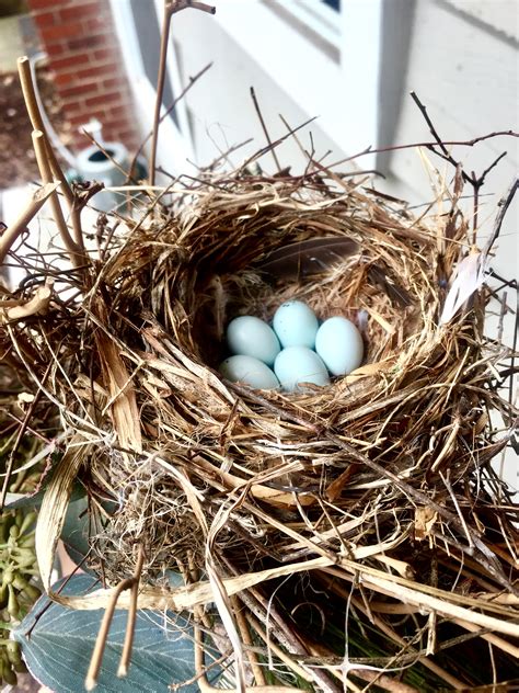 Nesting. Birds and a baby. – I-70 WEST AND BEYOND