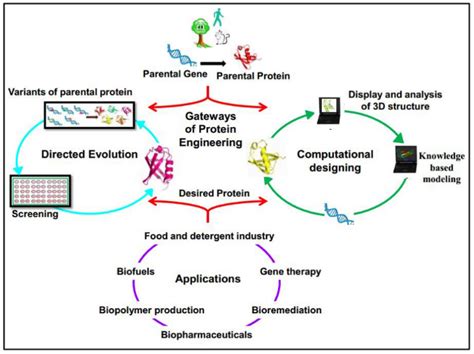 Protein Engineering Services - Creative BioMart