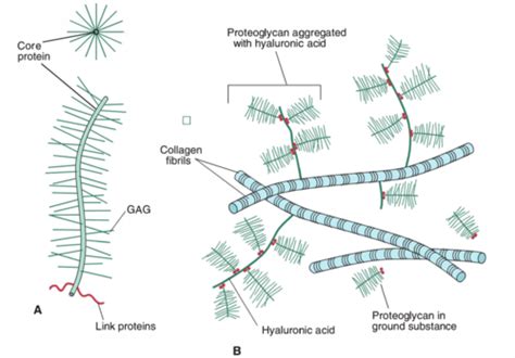 Картки "3.1.-4. Extracellular Matrix" | Quizlet