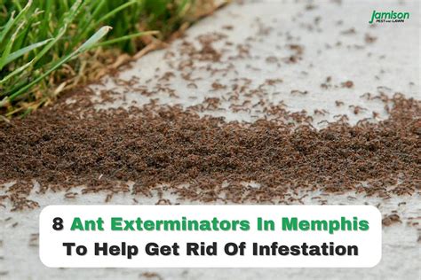 8 Ant Exterminators In Memphis To Help Get Rid Of Infestation - Jamison Pest and Lawn - Medium