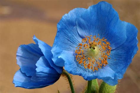 Blue Poppies! | Poppy flower, Rare flowers, Flowers