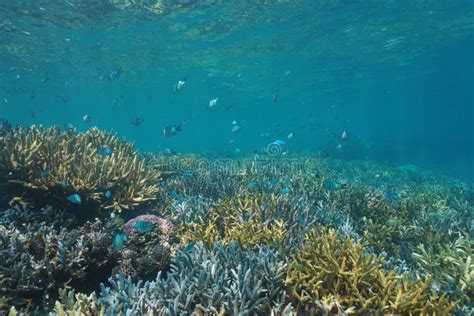 School of Fish Damselfish Coral Reef New Caledonia Stock Image - Image of nouvelle, grande ...