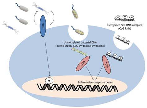 DNA methylation in inflammatory bowel disease and beyond