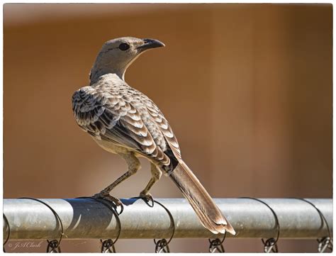 https://flic.kr/p/27BfyHW | Great Bowerbird_C8A6402w | Katherine, NT Australian Birds, Bower ...