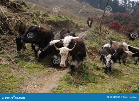 Running Yaks stock image. Image of journey, running, nepal - 40511333