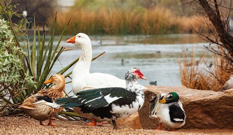 Can Ducks and Geese Breed? - The Hip Chick