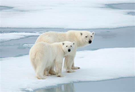 Best Polar Bear Names | Funny and Cute - EXOtella