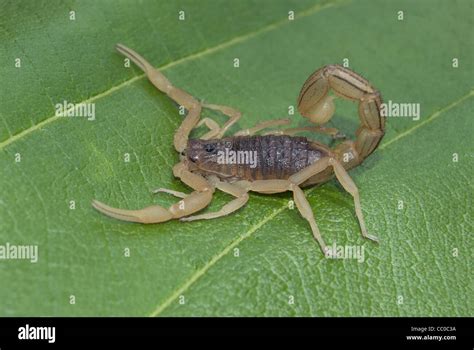 Indian red scorpion, BUTHIDAE, Hottentotta tamulus. Common. One of ...