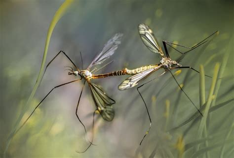 Mosquitoes Becoming More Prevalent and Expanding Their Range Due to Climate Change: Study - HubPages