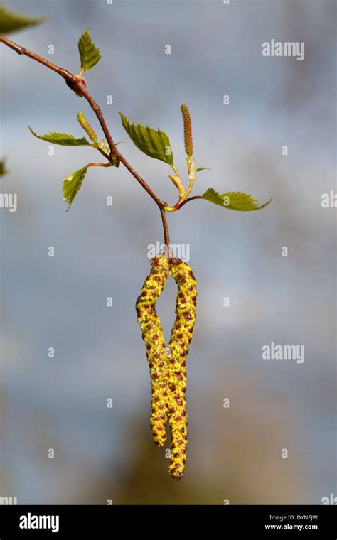 Birch Tree in Spring; Betula pendula; Catkins; UK Stock Photo - Alamy