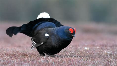 Variety is the spice of life for black grouse - The Gift of Grouse I Support Moorland Life