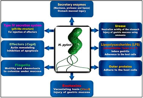 Antibiotics | Free Full-Text | Helicobacter pylori Infection: Current Status and Future ...