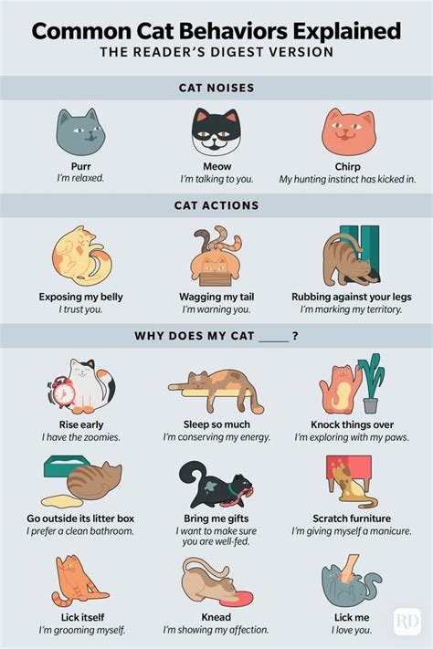 Cat Behavior: 17 Common Cat Behaviors Explained