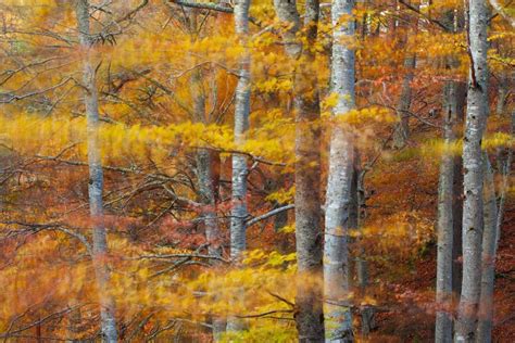 Autumn Photography: Taking Creative Photos of Autumn Trees