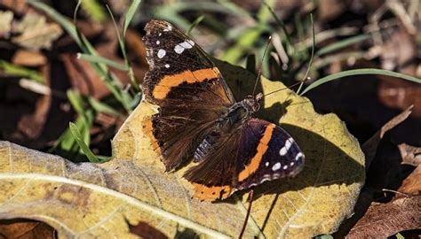 Brown Moth – Meaning and Symbolism