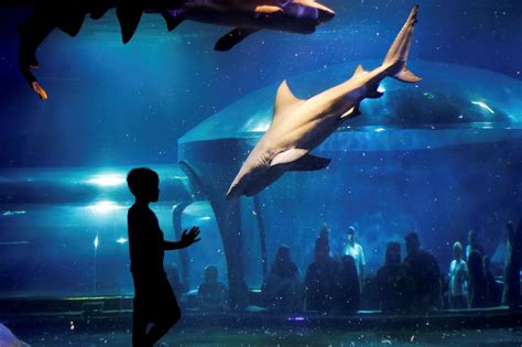 Home Aquarium Sharks