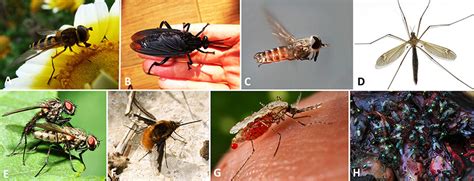 Diptera Families