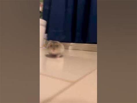 hamster explodes meme - YouTube