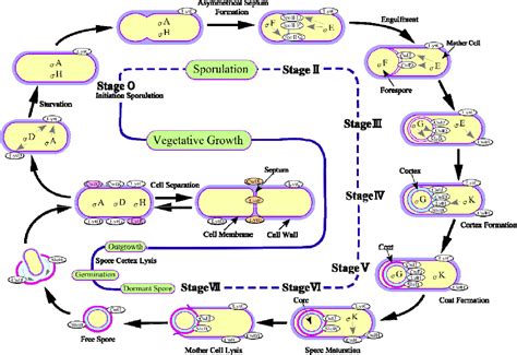 Figure 4 from Cell wall structure of E . coli and B . subtilis | Semantic Scholar