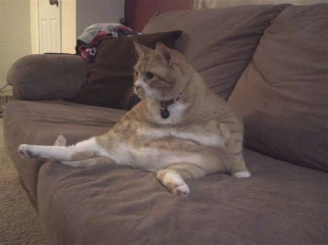 My fat cat sits fat. : r/pics