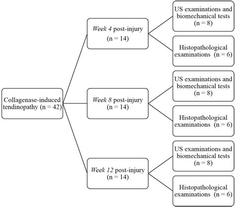 Schematic diagram of the experimental design. | Download Scientific Diagram