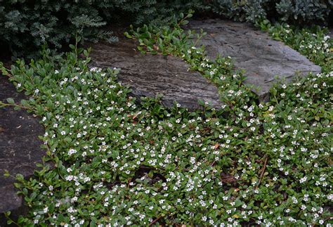 Cotoneaster dammeri 'Lowfast' | Landscape Plants | Oregon State University