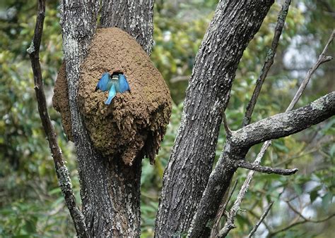 Sacred Kingfisher Entering Nest Photograph by Maryse Jansen | Pixels