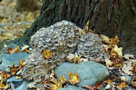 Harvesting Hen-Of-The-Woods Mushroom | The Garden of Eating