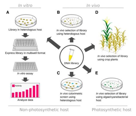 Review: Applications of protein engineering and directed evolution in plant research (Plant ...