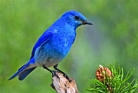 Meet Idaho's state bird, the Mountain Bluebird