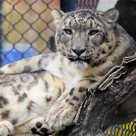 Chilling In A Hammock - Assiniboine Park Zoo Zoo Guide