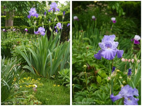 How to Plant Bearded Iris - A Healthy Life For Me