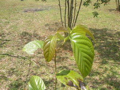 Different Perspectives: Belian - Borneo Ironwood