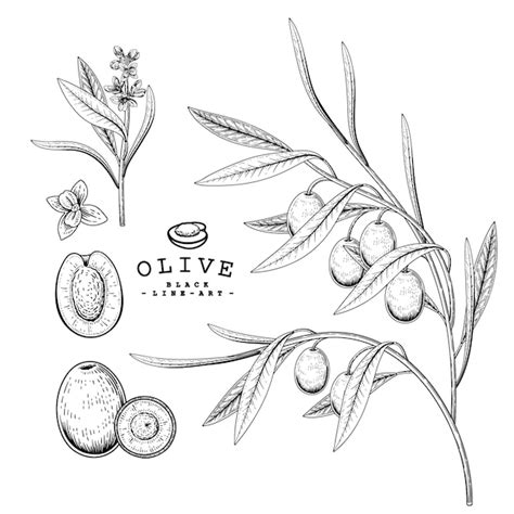 Desenho vetorial olive conjunto decorativo. ilustrações botânicas de mão desenhada. preto e ...