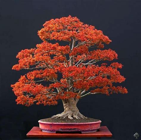 Choosing a Bonsai pot for your tree - Bonsai Empire