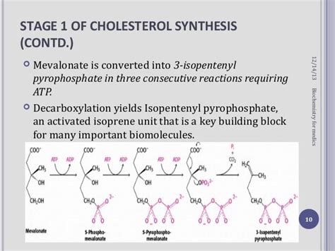 Cholesterol synthesis steps and regulation