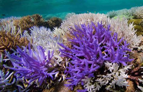 Study: Mysterious glowing coral reefs are fighting to recover | The ...