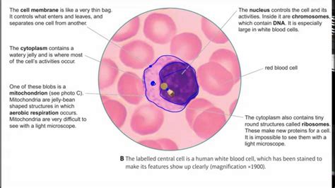 Animal White Blood Cell Diagram