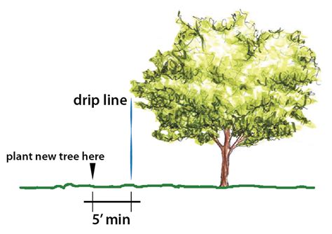 Drip Line Diagram - Urban Tree Alliance