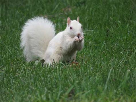 Heart of Brevard presents 15th annual White Squirrel Photography Contest - White Squirrel Institute