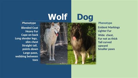 Wolf or Dog - Phenotyping Lesson - Shy Wolf Sanctuary