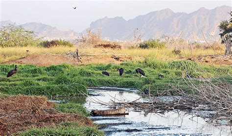 Yemen war turns nature reserve back into a waste dump